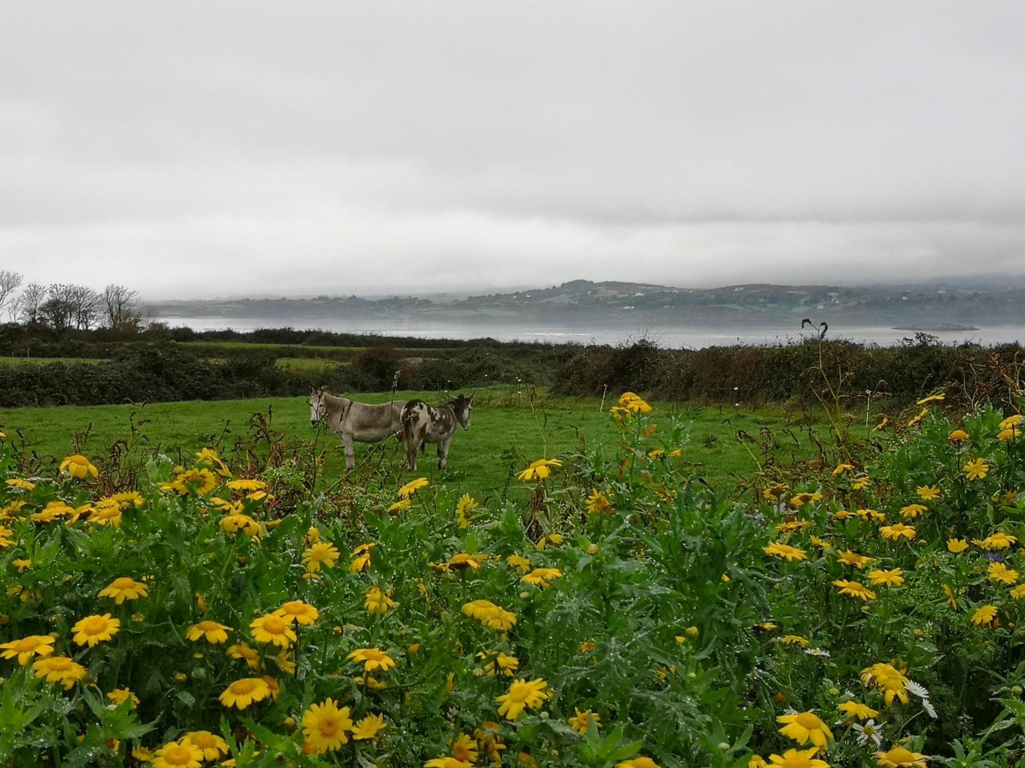 Roaringwater Stay Skibbereen Exterior foto